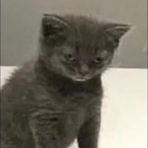 Meet your Posher, Evil